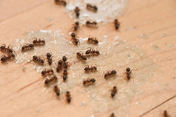 Best Ant Control Services  in Vermilion, OH